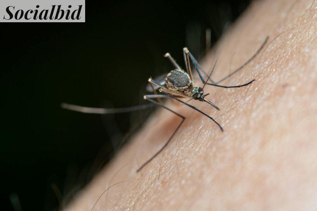 mosquiteras en Alicante