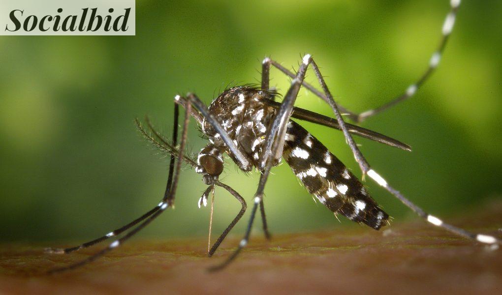 Fabricantes de mosquiteras en Alicante